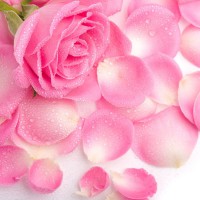 Цветочная вода Розы (гидролат розы, розовая вода) органик